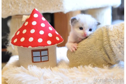 販売中の埼玉県のラグドール-117442の4枚目